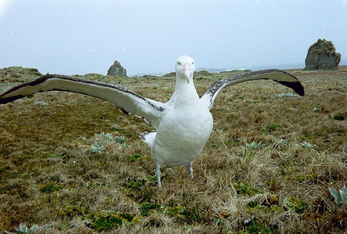 Остров Маккуори